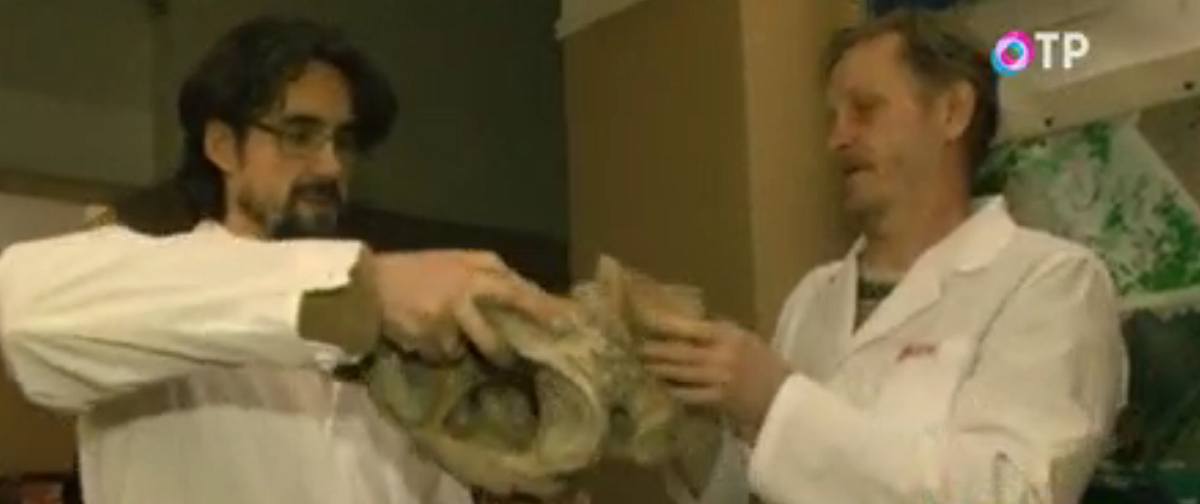 В Кузбассе восстанавливают скелет древнего животного