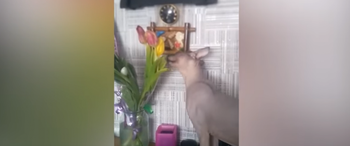 В Прокопьевске кошка удивила хозяев своими гастрономическими предпочтениями (видео)