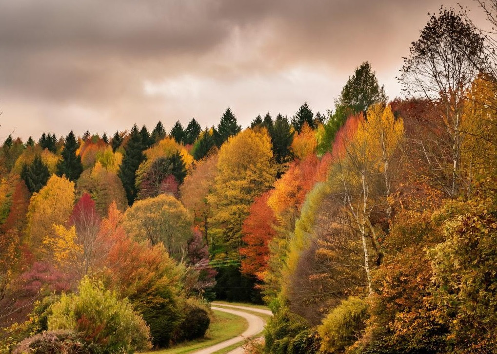 Пасмурную и тёплую погоду пообещали жителям Кузбасса