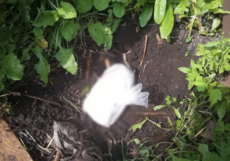 Наркоторговцы распространяли яд под видом "маринованного гуся" Наркоторговцы распространяли яд под видом "маринованного гуся"