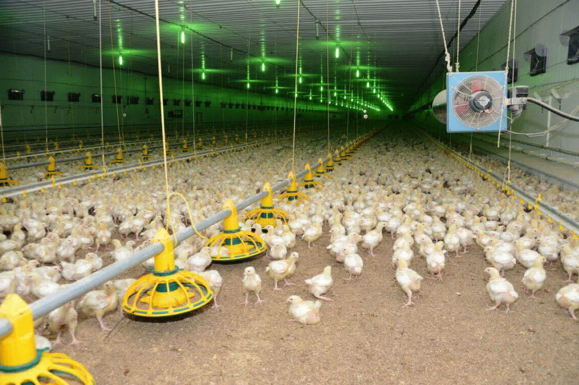 Птицефабрика «Трудармейская» увеличила выработку продукции на 40% Птицефабрика «Трудармейская» увеличила выработку продукции на 40%