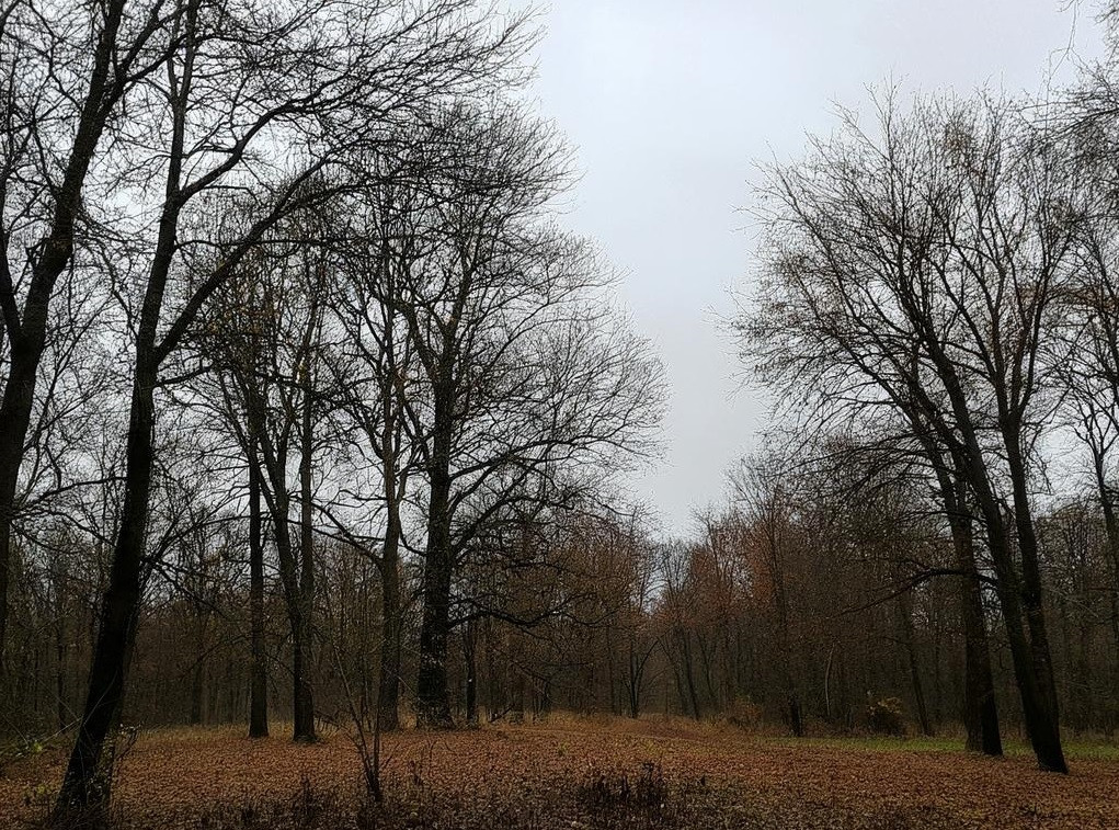 Последний день октября будет пасмурным и жарким