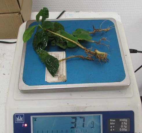 Пассажирка рейса Камрань — Новокузнецк пыталась ввести кое-что незаконное Пассажирка рейса Камрань — Новокузнецк пыталась ввести кое-что незаконное