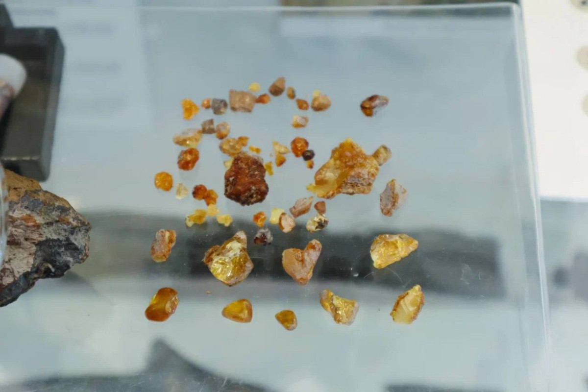 В Кузбассе обнаружили древнейший янтарь В Кузбассе обнаружили древнейший янтарь