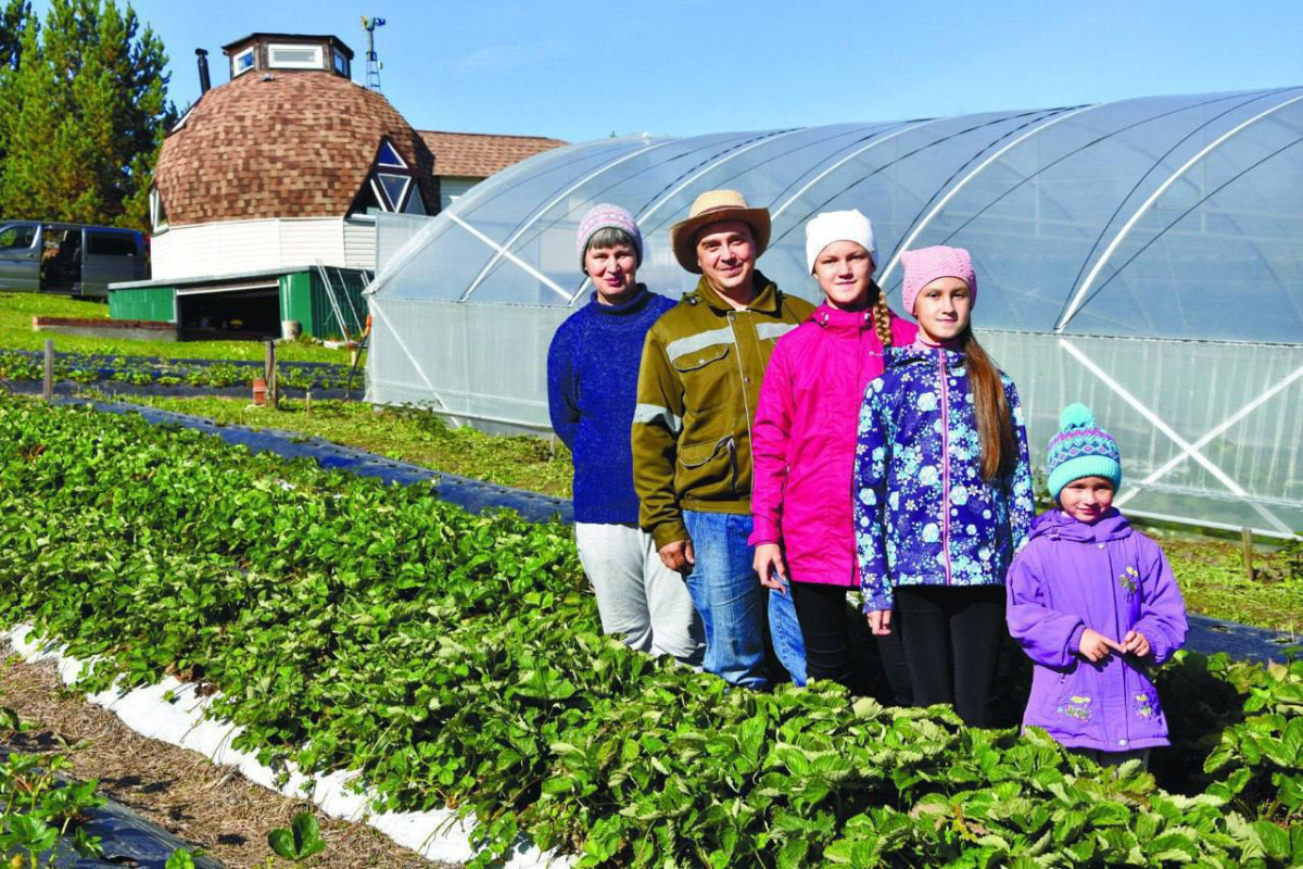Семья из Прокопьевского округа снабжает Кузбасс свежей клубникой