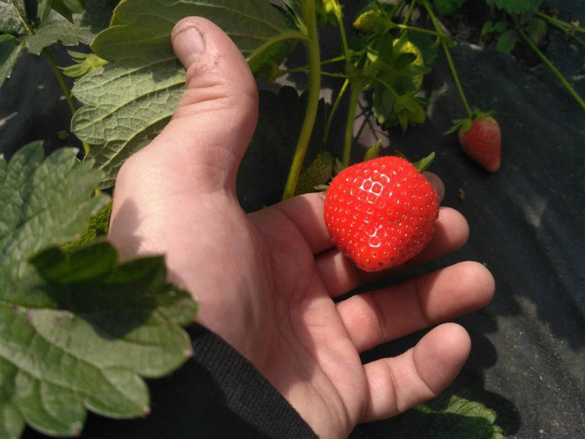 Семья из Прокопьевского округа снабжает Кузбасс свежей клубникой