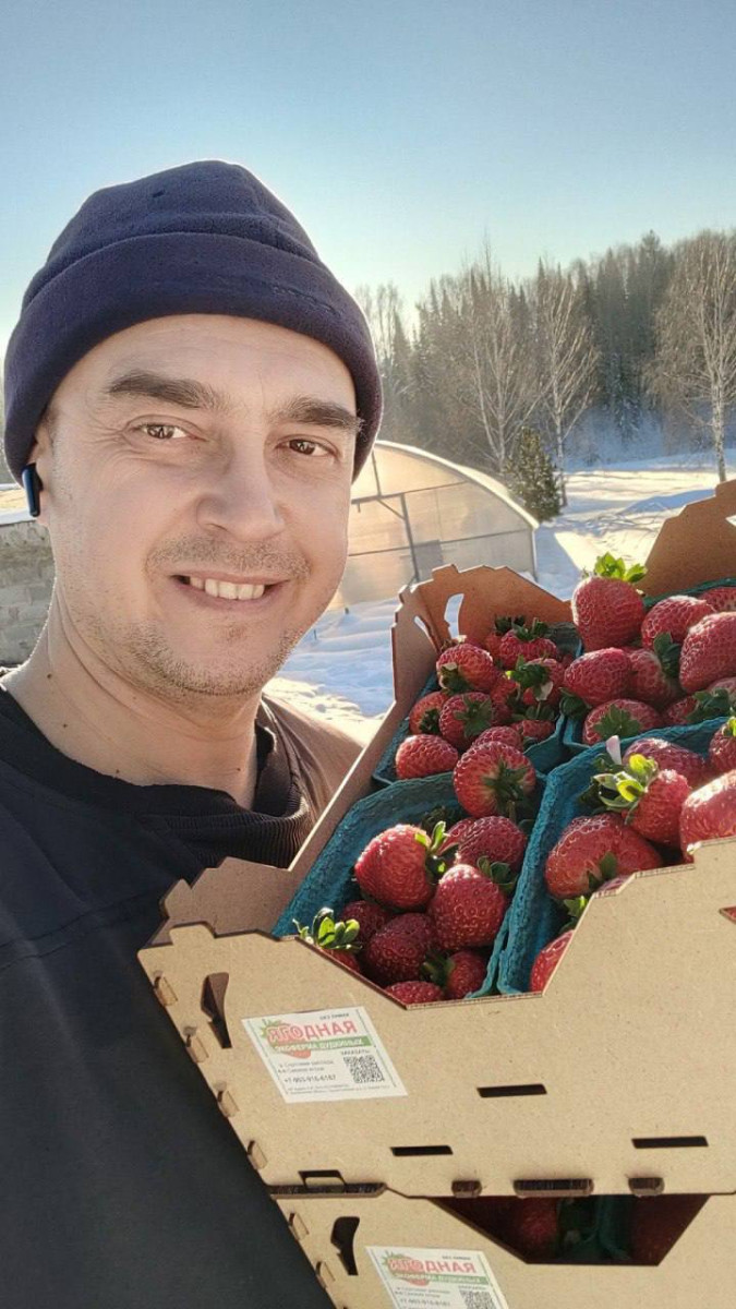 Семья из Прокопьевского округа снабжает Кузбасс свежей клубникой
