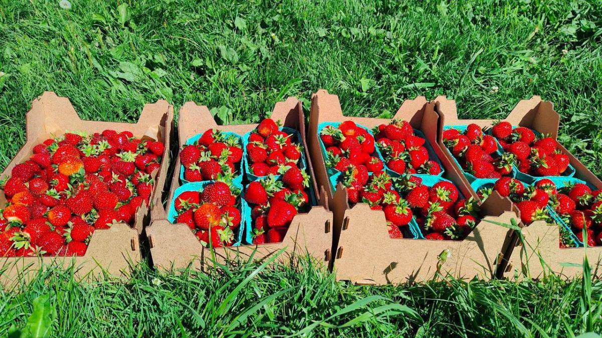 Семья из Прокопьевского округа снабжает Кузбасс свежей клубникой