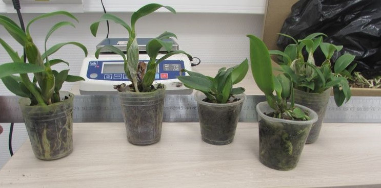 В аэропорту Новокузнецка у туристки изъяли саженцы орхидеи