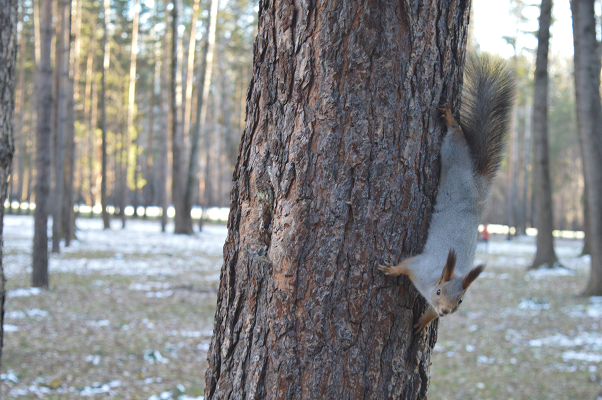 В среду пригодится зонт. В Кузбассе будет пасмурно и тепло В среду пригодится зонт. В Кузбассе будет пасмурно и тепло
