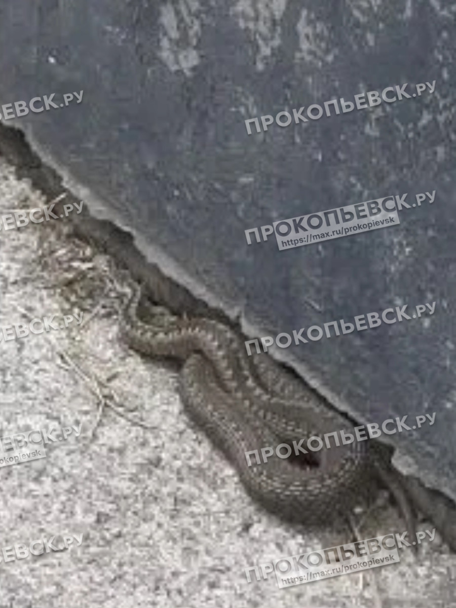 В Прокопьевске во дворе многоквартирного дома жильцы обнаружили гадюку В Прокопьевске во дворе многоквартирного дома жильцы обнаружили гадюку