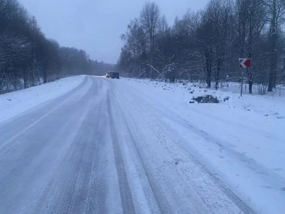В ДТП с лосем на дороге Кузбасса пострадал несовершеннолетний пассажир
