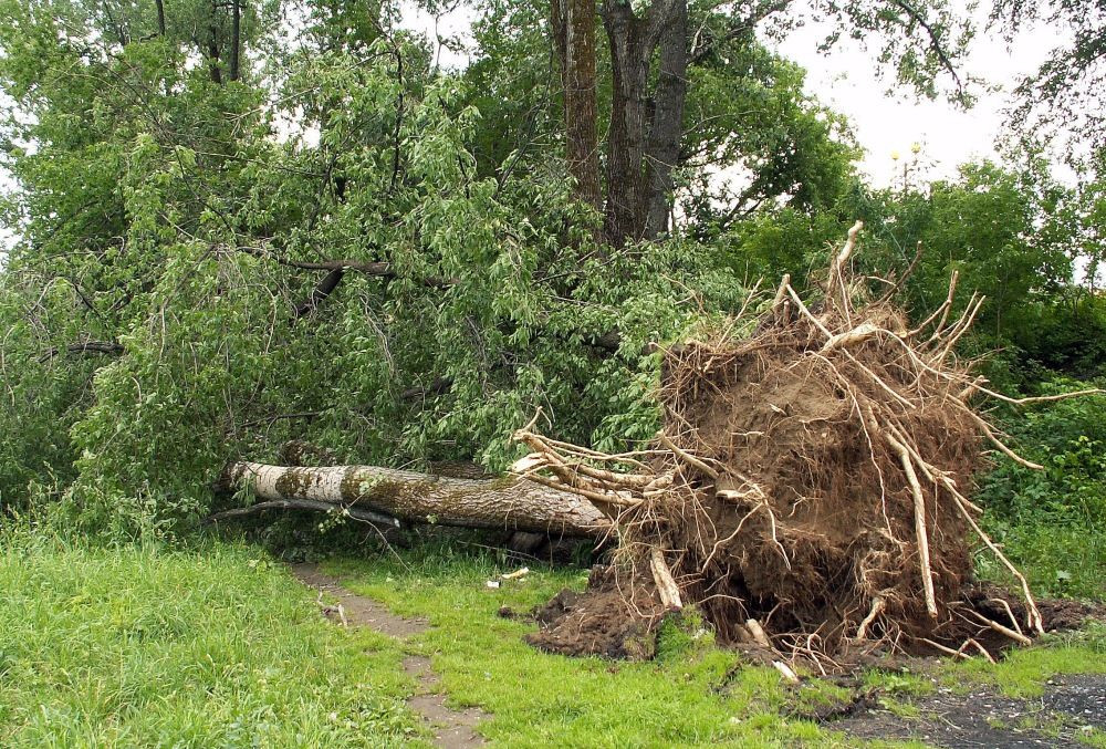 Междуреченск завалило сломанными деревьями