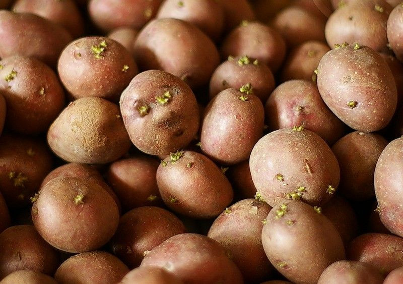 В Прокопьевске многодетным семьям выдадут по 100 кг картофеля 