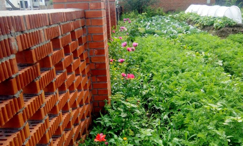 Жительница Кузбасса пойдет под суд за разведение запрещенных цветов