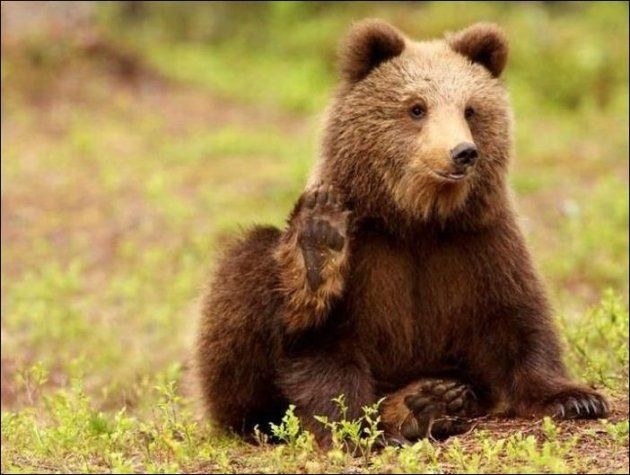 В Кузбассе еще один медведь вышел к людям (видео)
