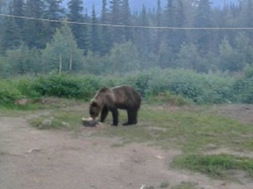 Медведь оккупировал приюты на Поднебесных Зубьях