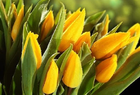 Как выбрать самые свежие цветы: советы экспертов в преддверии 8 марта
