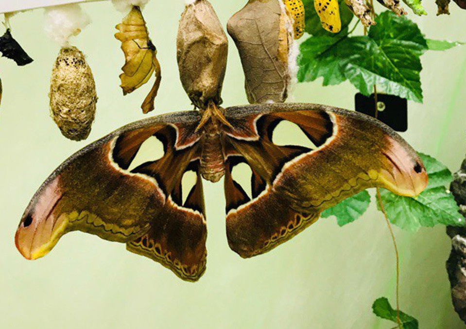В Новокузнецке вылупилась самая крупная в мире бабочка