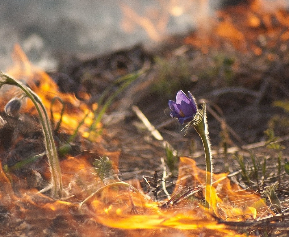 Прокопьевские пожарные за неделю 52 раза выезжали тушить пал сухой травы