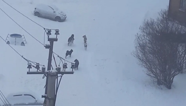 Кто в Прокопьевске занимается отловом бездомных животных