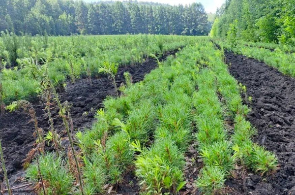 Для улучшения экологии Кузбасс получит более 920 млн рублей