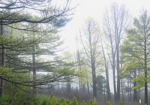 В понедельник будет облачно, возможны дожди
