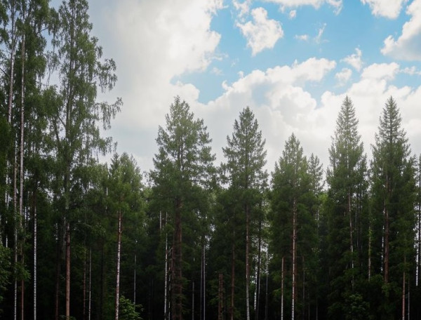 Небольшая облачность и около +20 будет в Прокопьевске в субботу