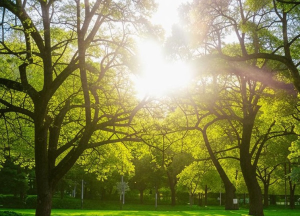 В среду в Прокопьевск придёт летняя жара