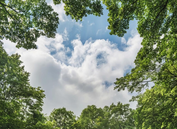 В среду в Прокопьевске установится тёплая малооблачная погода