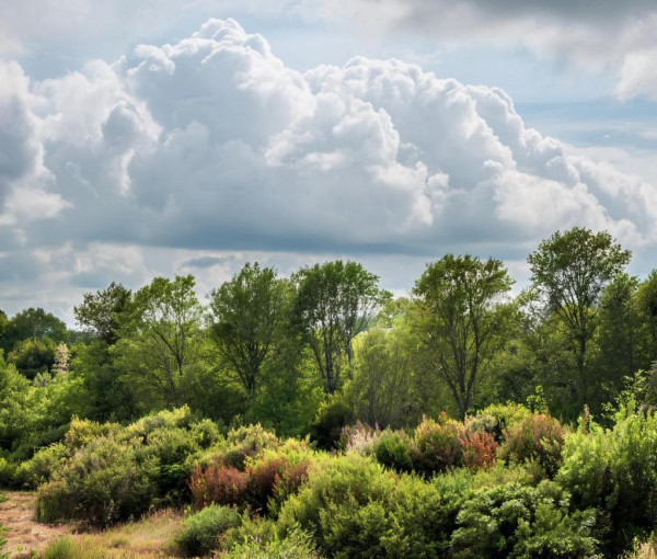 Тепло, пасмурно и дождливо будет в Прокопьевске в последний понедельник июня