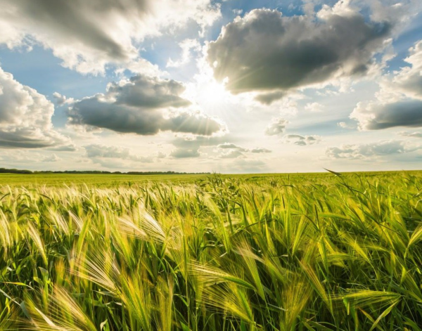 Четверг в Прокопьевске будет малооблачным и жарким