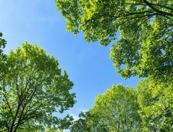 В пятницу в Прокопьевск придёт летняя жара