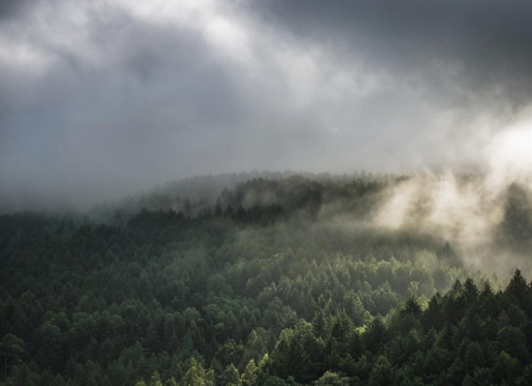 Август начнётся с пасмурной погоды, возможны дожди и грозы