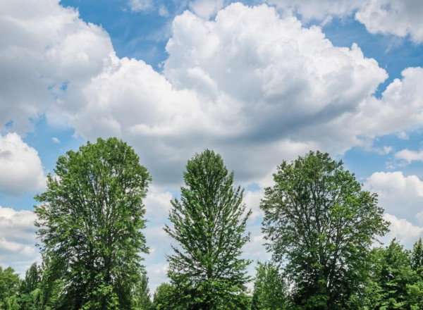 Без тепла: во вторник в Прокопьевске вновь будет пасмурно и прохладно