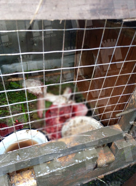 В Прокопьевске бездомные собаки разодрали домашнюю живность