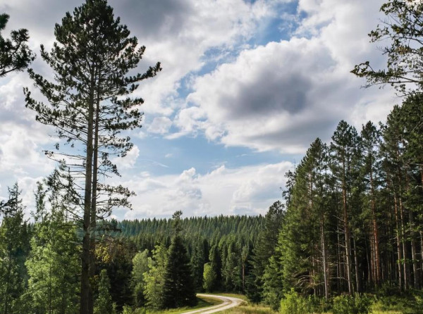 Немного солнца и вновь дожди обещают прокопчанам в воскресенье