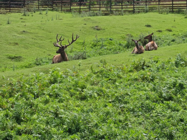 Муниципалитеты Кузбасса собрали 21,9 млн рублей туристического налога за первое полугодие 2025 года