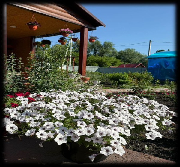 В Прокопьевске выбрали и наградили победителей конкурса на лучшее летнее оформление В Прокопьевске выбрали и наградили победителей конкурса на лучшее летнее оформление