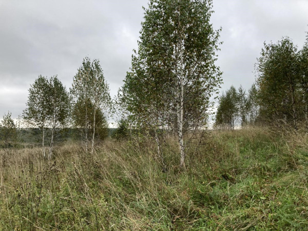 Россельхознадзор выявил зарастание сельхозземель в Прокопьевском округе Россельхознадзор выявил зарастание сельхозземель в Прокопьевском округе