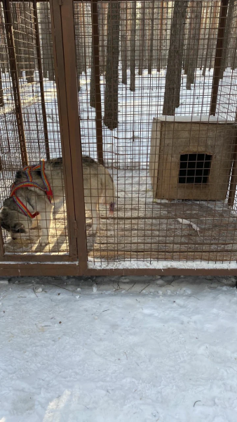 Владельца "Хаски Лэнда", из которого сбежали собаки, будут судить
