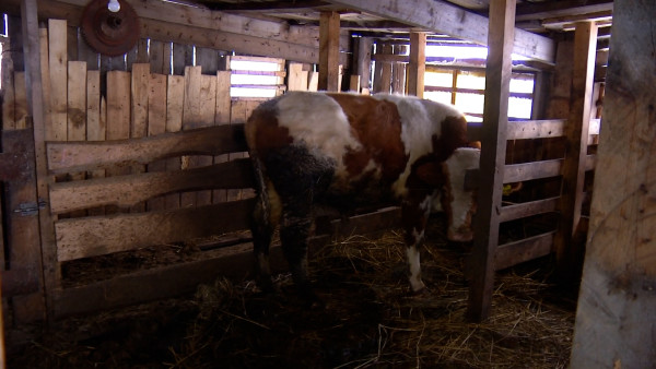 Разводить коров, овец, кур и гусей в частном доме нельзя. Кроме исключений