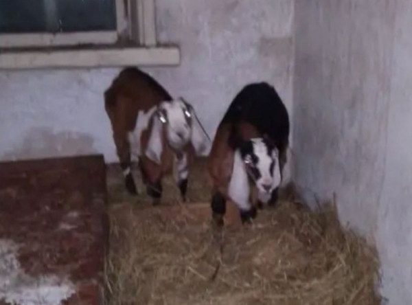 Зять похитил у пенсионерки двух породистых коз стоимостью 20 тысяч рублей