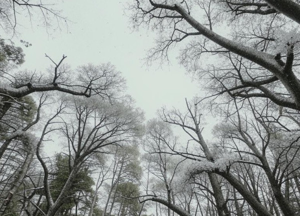 В Кузбассе то плюс, то минус, а ещё туманы и гололёд