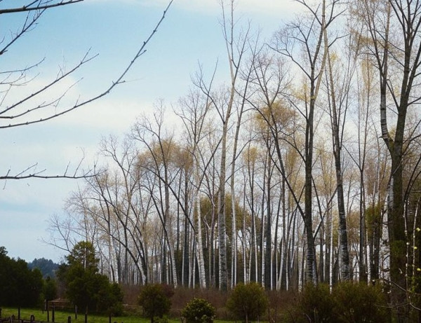 На выходных небо в Кузбассе прояснится и придут морозы На выходных небо в Кузбассе прояснится и придут морозы