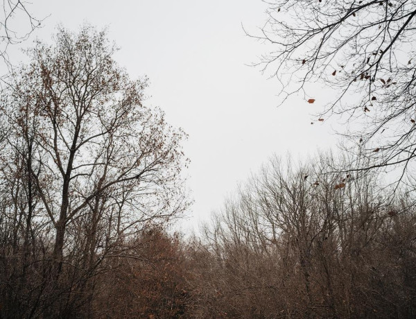 В Кузбассе - пасмурная погода с потеплением до +16 В Кузбассе - пасмурная погода с потеплением до +16