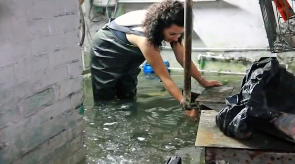 Женщине, запустившей в затопленный подвал дома карпов, может грозить наказание Женщине, запустившей в затопленный подвал дома карпов, может грозить наказание