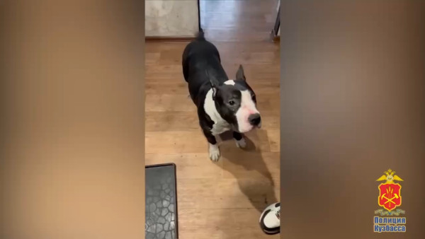 Кузбассовец жестко избил свою собаку и теперь предстанет перед судом Кузбассовец жестко избил свою собаку и теперь предстанет перед судом