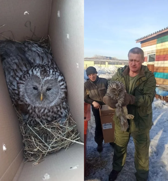 Спасение краснокнижной совы: история из Прокопьевского округа Спасение краснокнижной совы: история из Прокопьевского округа