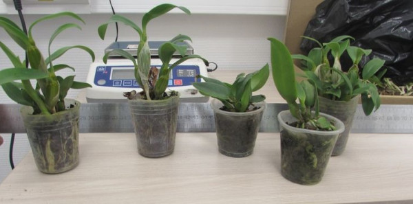 В аэропорту Новокузнецка у туристки изъяли саженцы орхидеи В аэропорту Новокузнецка у туристки изъяли саженцы орхидеи